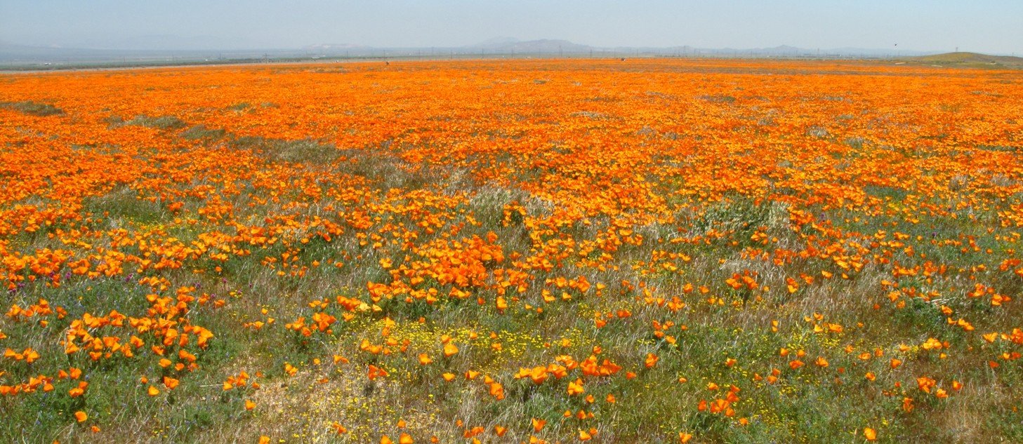 poppy reserve 1.jpg