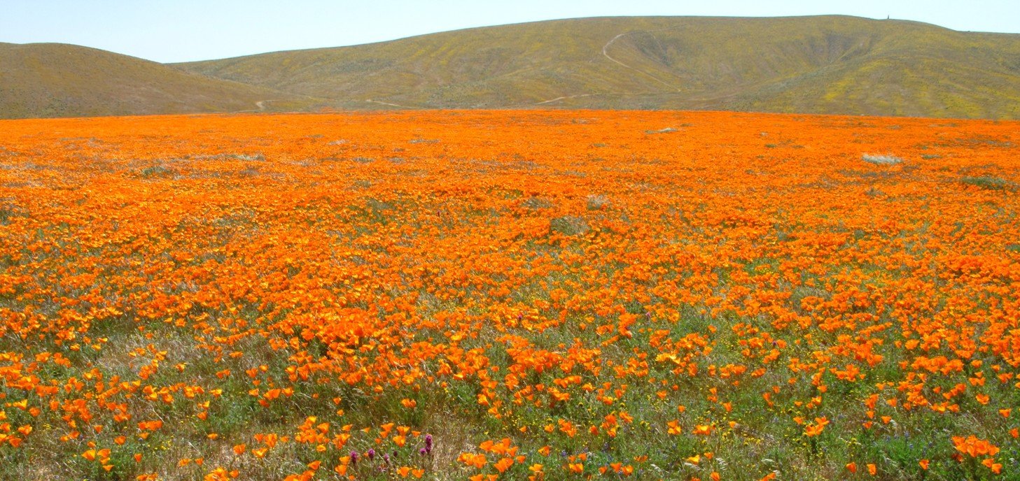 poppy reserve 2.jpg