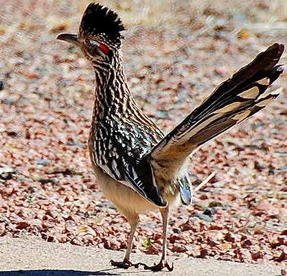 Roadrunner.jpg