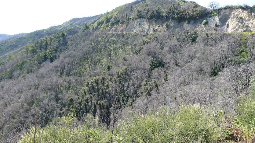 L1100633.JPG
