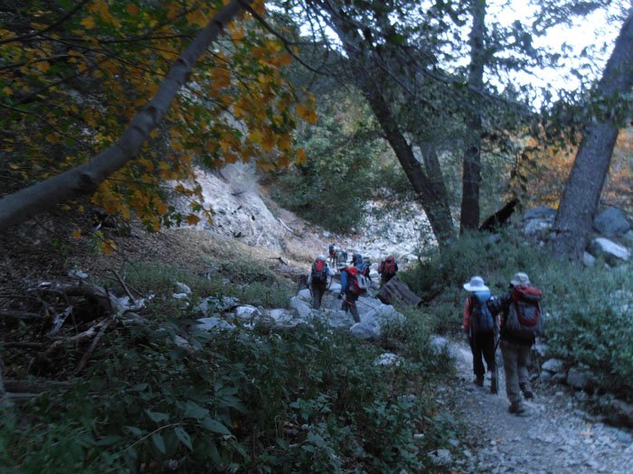 timber mt 021.jpg