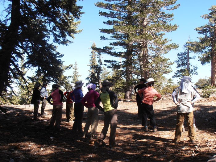 timber mt 052.jpg