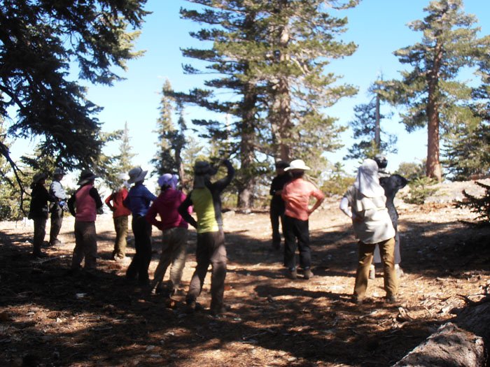 timber mt 053.jpg