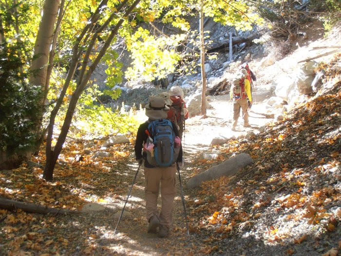 timber mt 073.jpg
