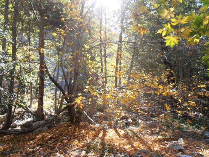 timber mt 076.jpg