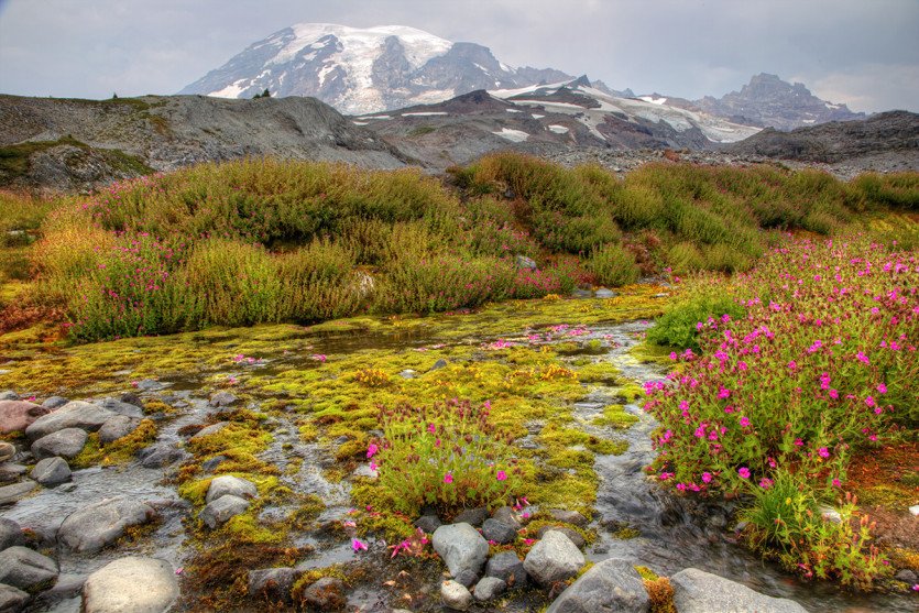39 Rainier on the flowers.jpg