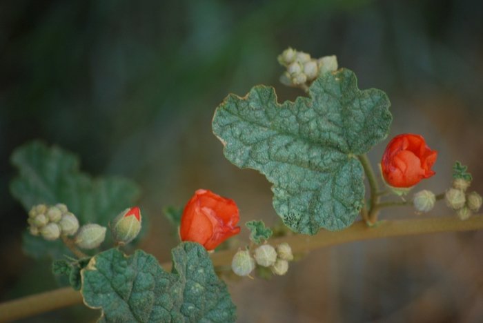 DSC_0035.JPG