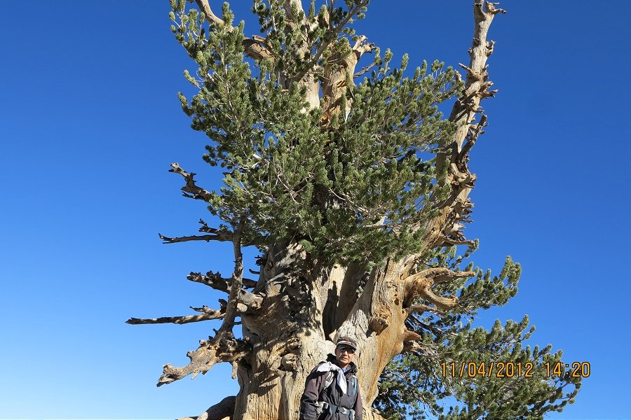 1500년 먹은 Wally Walldron Tree.JPG